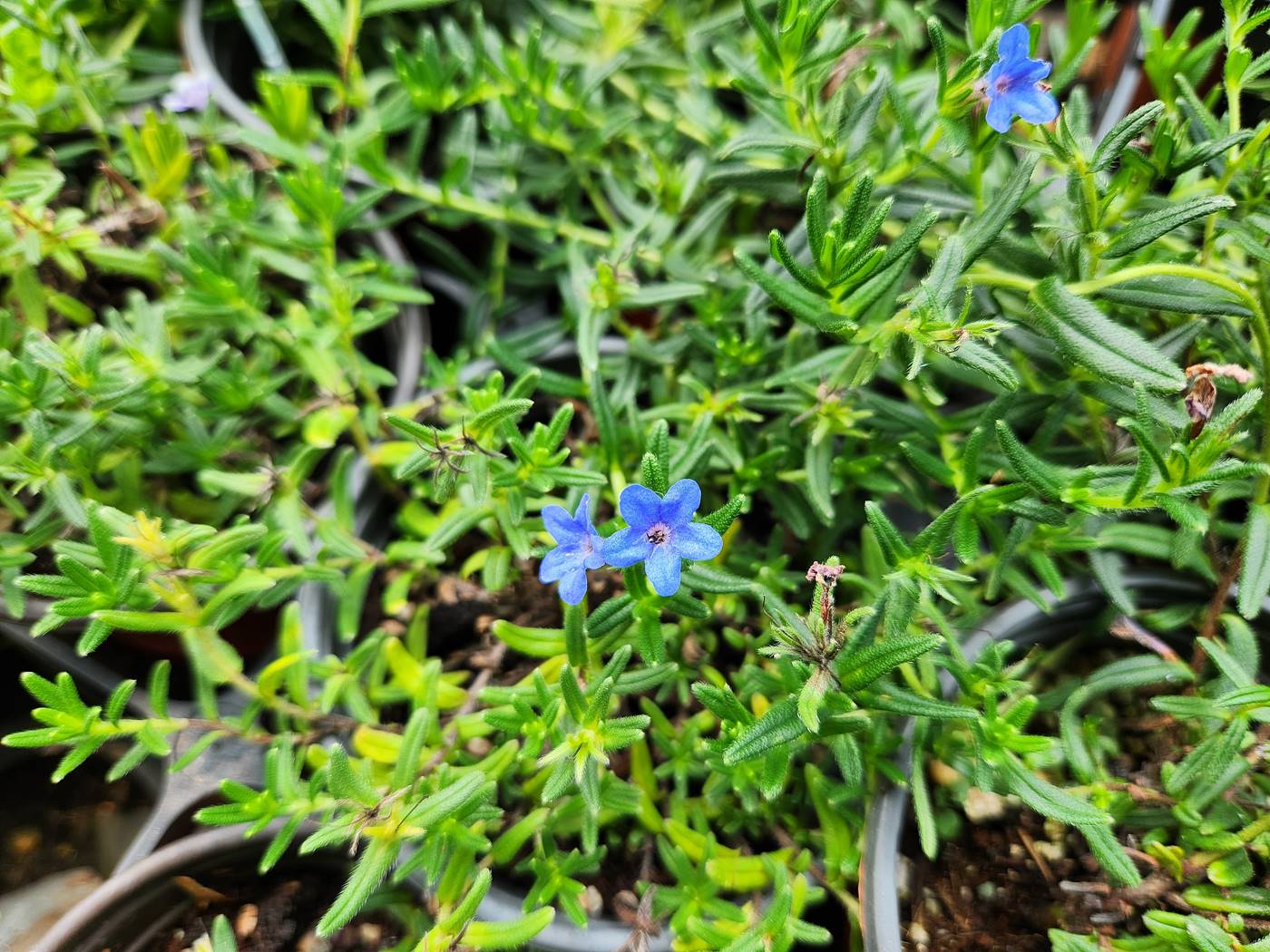리소도라(이사도라) Lithodora