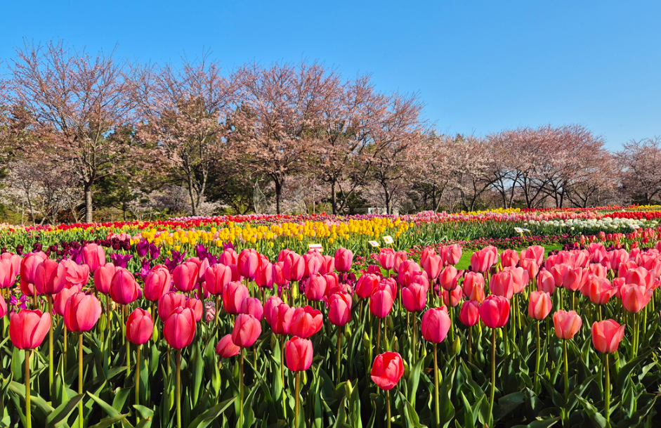태안 튤립축제