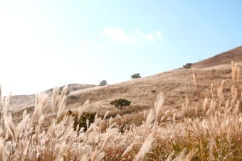 황매산 억새축제
