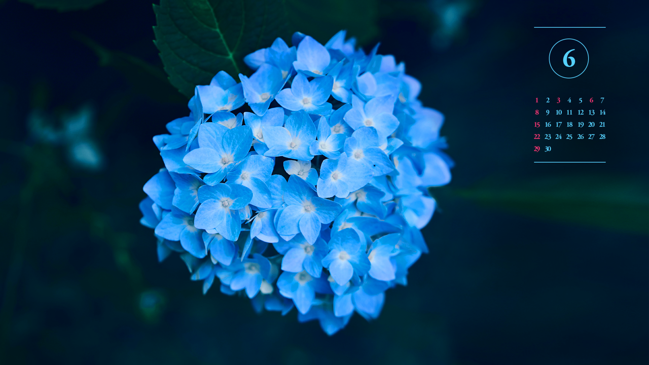 09 파란수국 A - 2025년6월 노트북배경화면