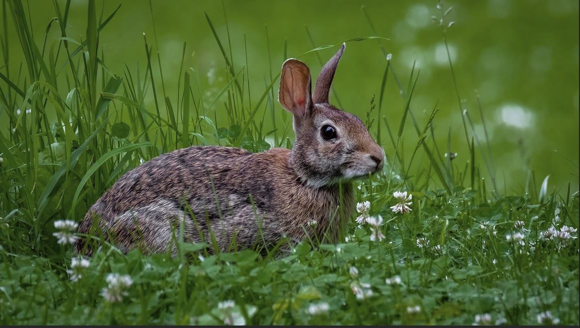 2026년 51년생 토끼띠 운세 총정리