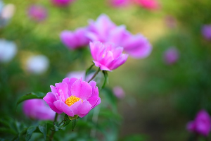 영천 작약꽃 축제