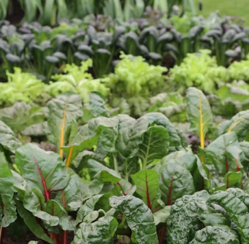 근대 효능과 부작용 나물 먹는법 고르는법 칼로리