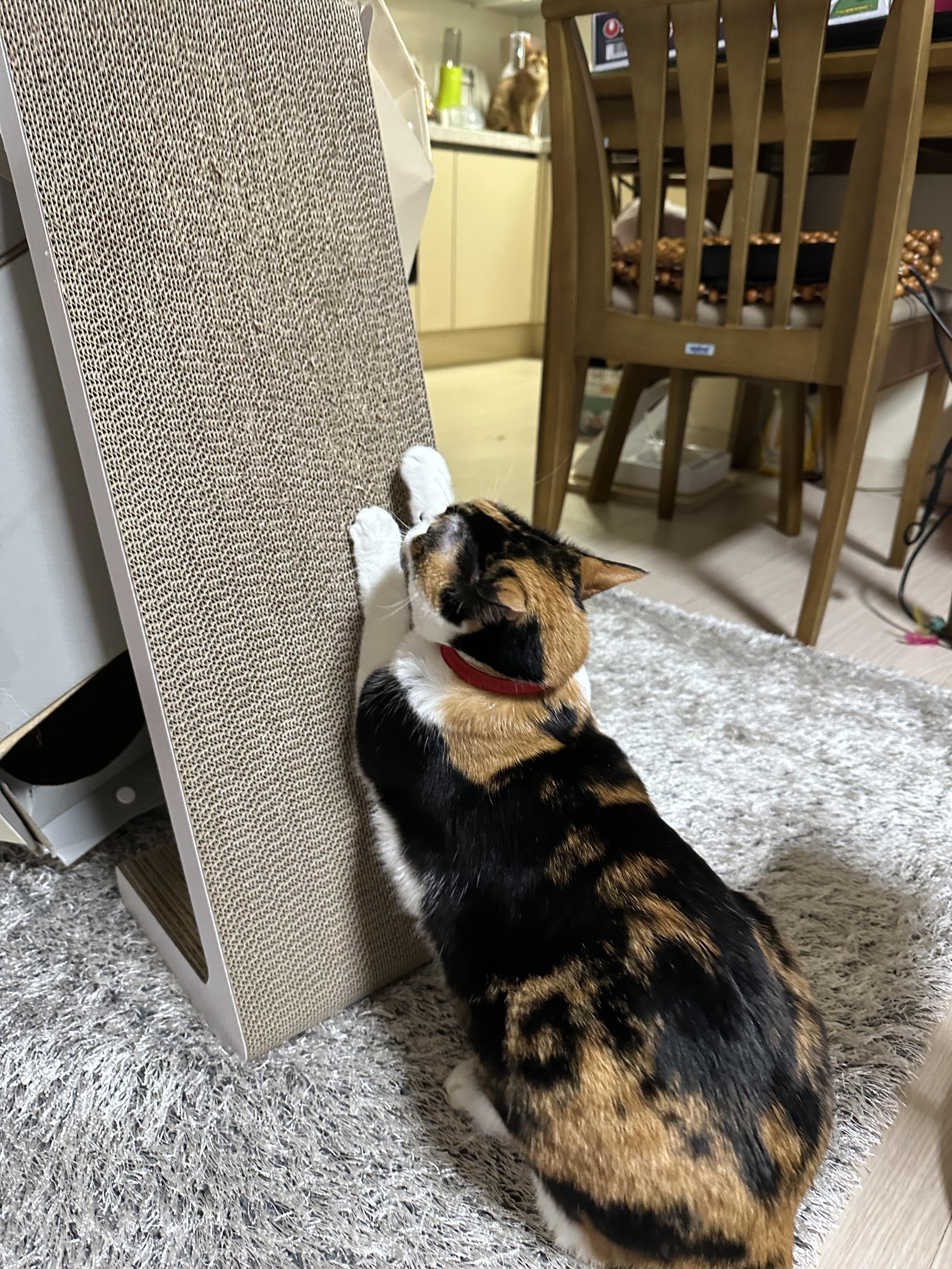 바닥에_주저_앉아서_수직_스크래쳐를_사용하는_삼색이_다다