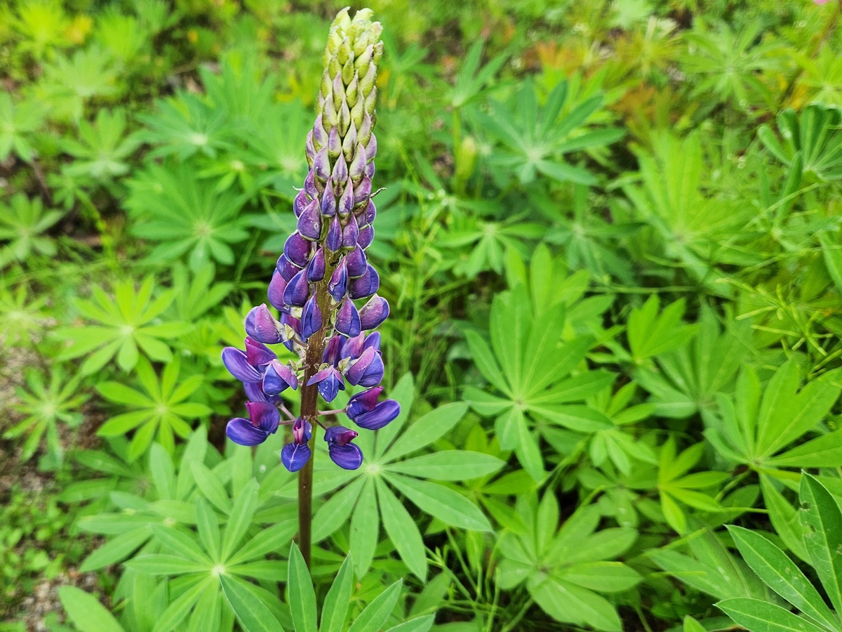 루피너스 Lupinus