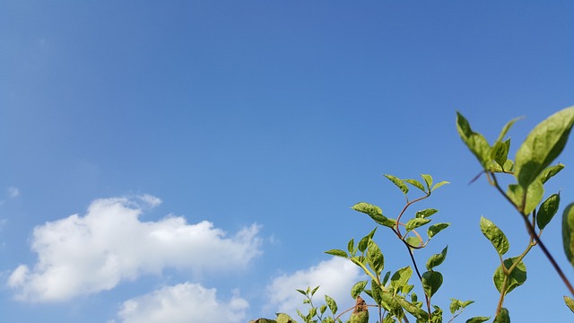 오미자 효능과 요리 용도
