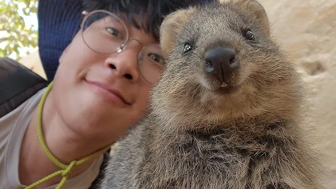 쿼카 웃는 동물 행복한 동물 특징 성격_2