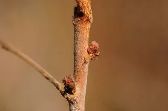 초저조도 식물 추천 빛부족집 관리요령 물주기간격 식물등활용_14