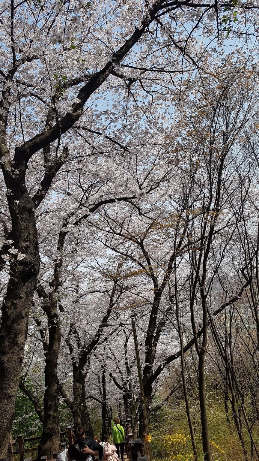 2025년 벚꽃 개화 시기와 벚꽃놀이1