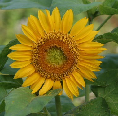 가을에 피는 꽃 종류 해바라기