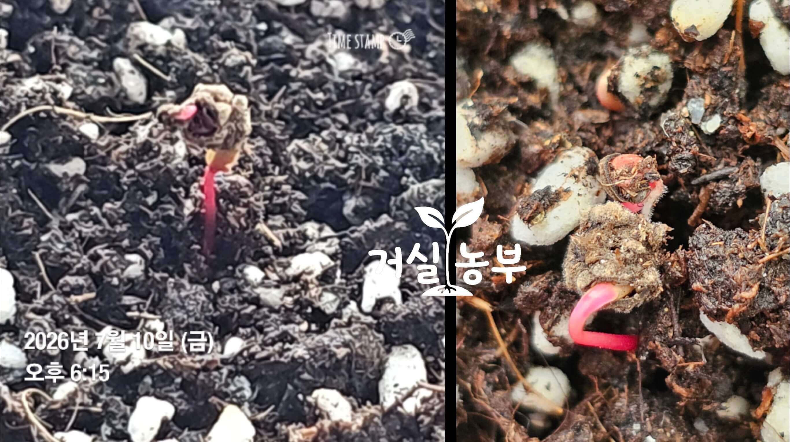한 알을 심었는데 두 포기가 올라온 이유를 알게 된 순간