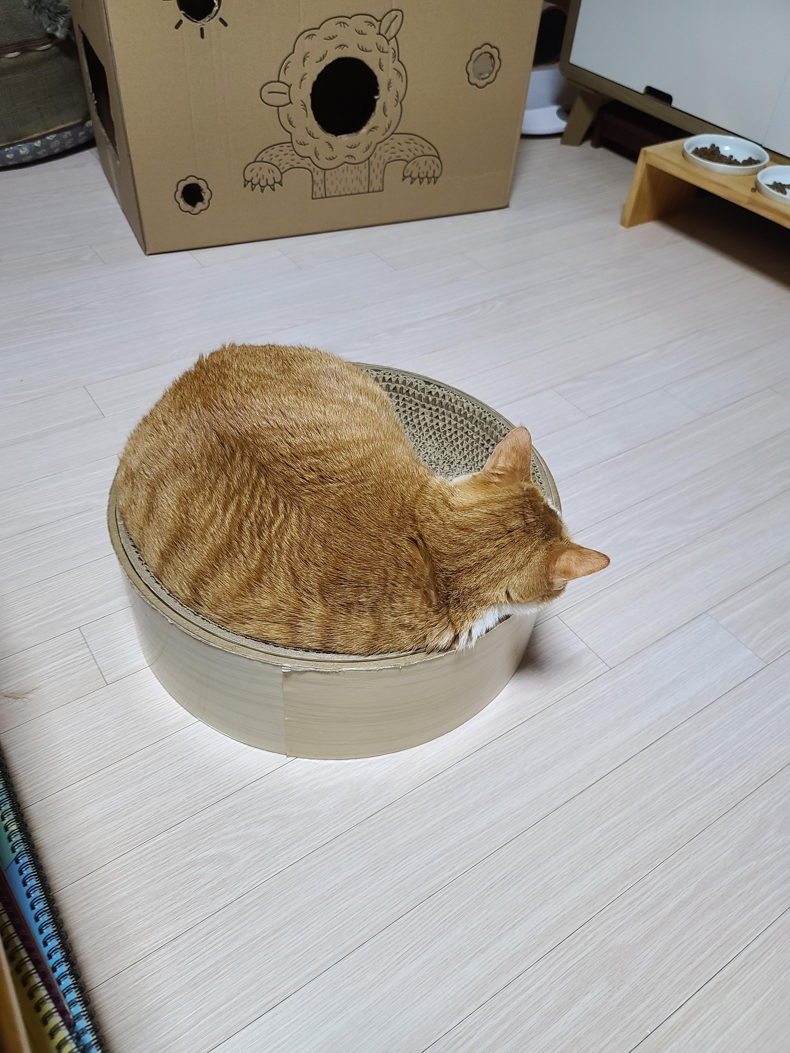 엄마쟁이 호야가 엄마한테 단단히 삐진 이유.