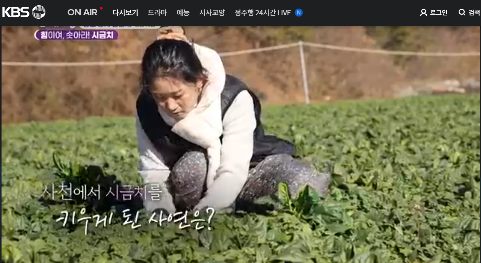 12월 23일 방송된 [ 시금치 - 경남 사천 ] 관련 정보입니다