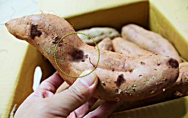 썩은 고구마 상한 고구마 검은점, 김치 간암 원인,팁줌 매일꿀정보