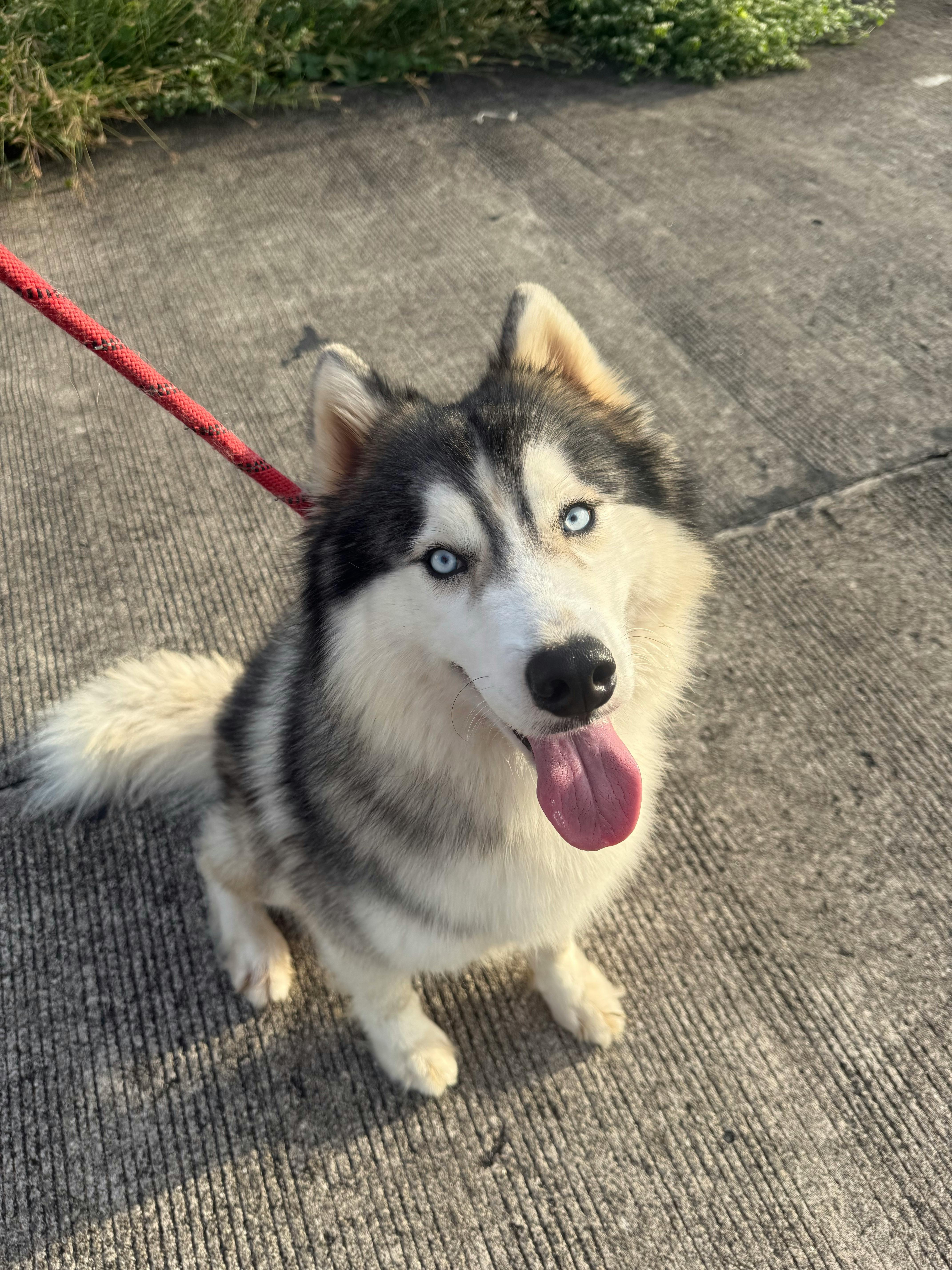 강아지와 고양이 성격