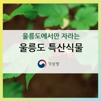 우리나라 특산식물 댕강나무와 댕강나무 꽃말 꽃댕강나무_17
