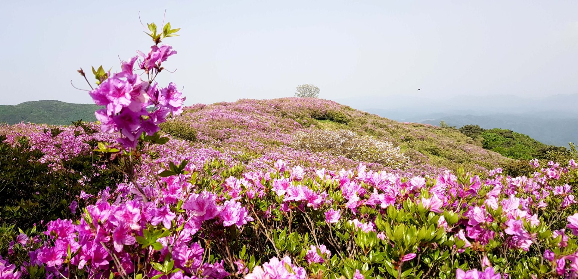 합천 황매산 모산재 철쭉