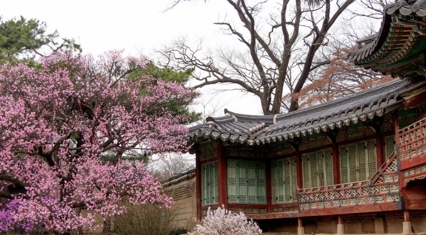 2025 통도사 매화 개화 시기 &ndash; 봄을 알리는 사찰의 아름다움