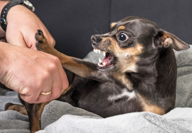 안으려고 하면 화를 내는 치와와.