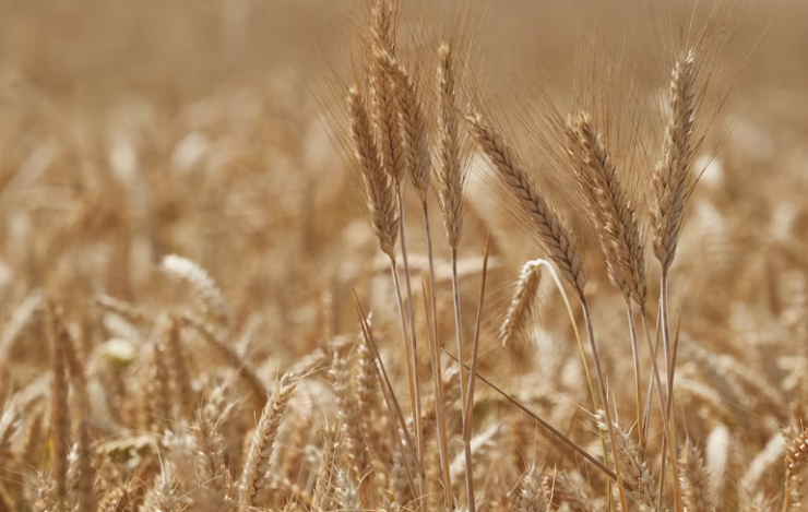 듀럼밀-혈당-다이어트-장 건강 도움