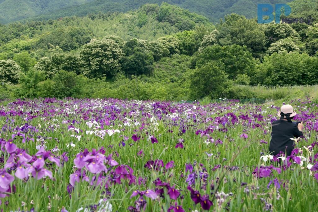 원주-꽃창포-습지원