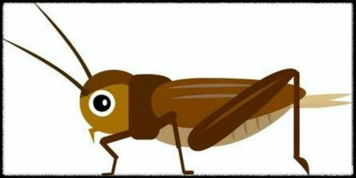 크레스티드-게코-귀뚜라미