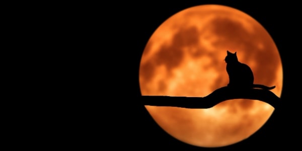 아이폰, 갤럭시로 달 사진 찍는 방법 포스팅 관련 이미지