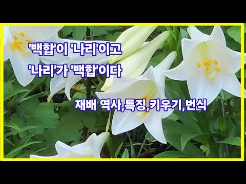 백합 재배 비늘줄기 분주 일조량 관리 절화 수확_8