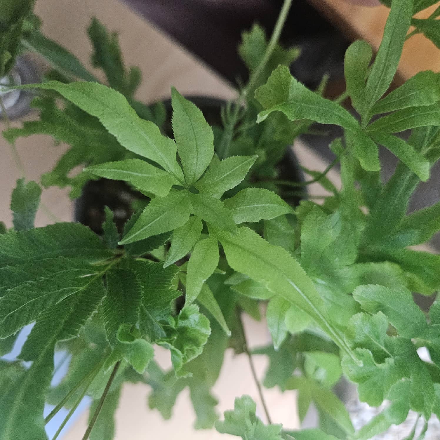 달빛고사리 새잎