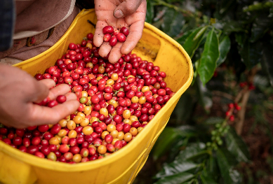 소형 IoT 텃밭에서 가능한 희귀 작물 재배 도전기