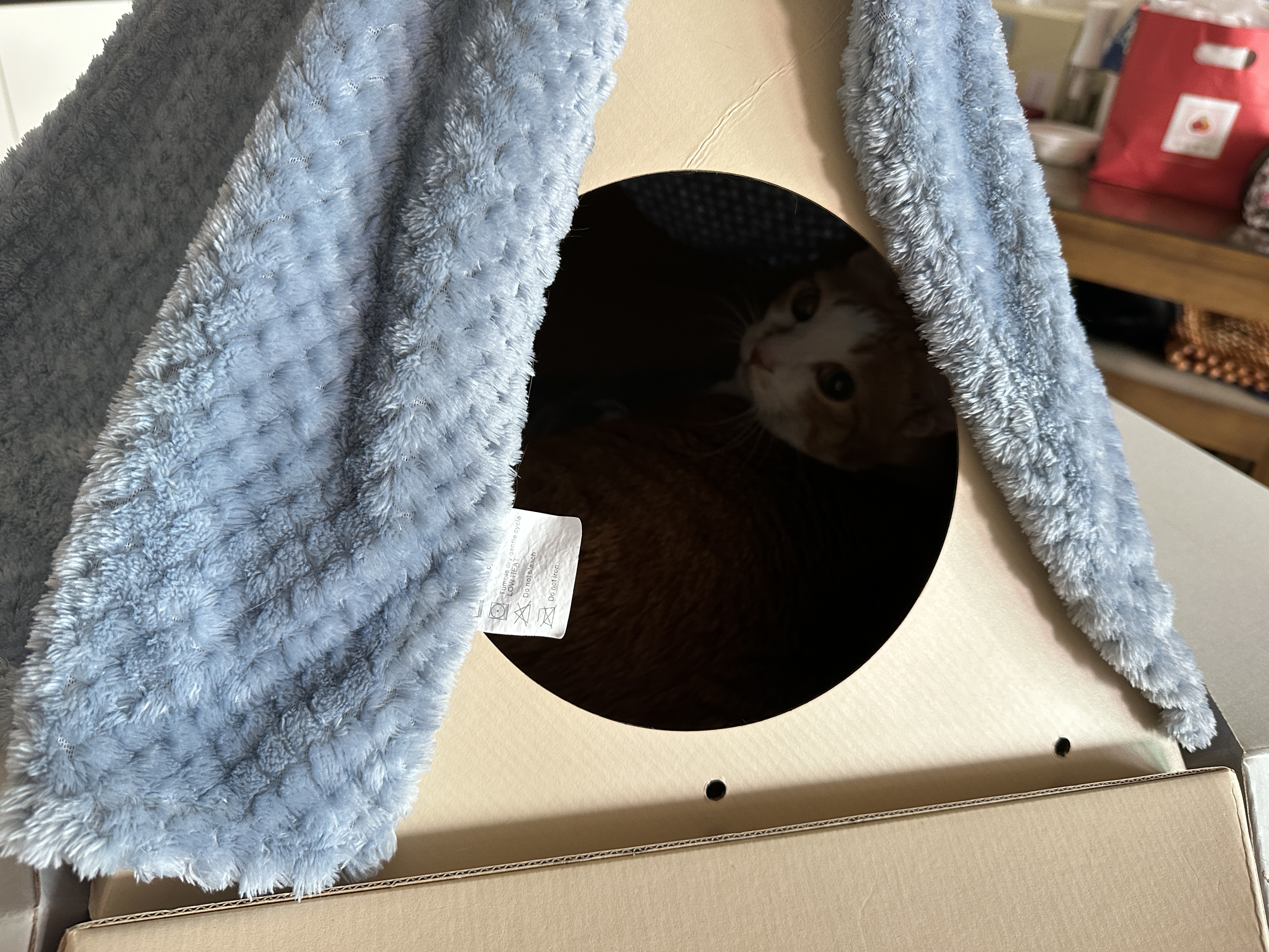 캣미로_루프탑_안에_있는_호야