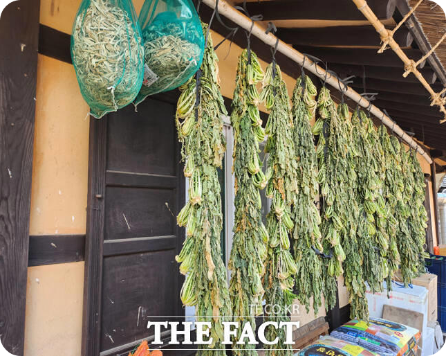 세계문화유산 안동하회마을에 무청 시래기가 건조되고 있다. [사진=더팩트, 김성권 기자]