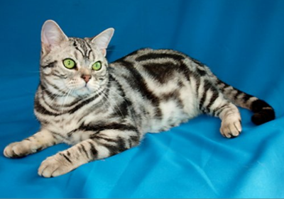 아메리칸쇼트헤어