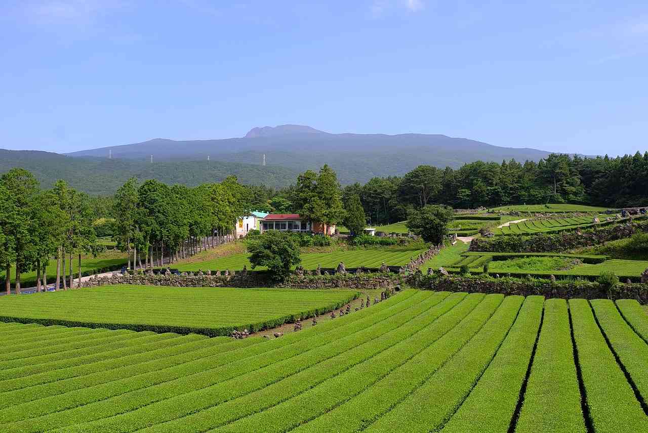 하동 가을 여행 화개장터와 녹차밭