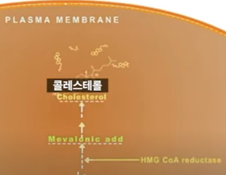 스타틴의 치료 원리