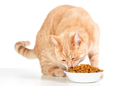 음식을 먹는 것.