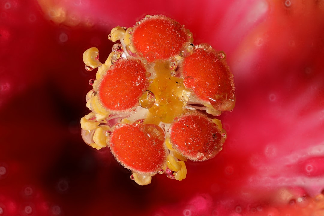 Hemoptysis