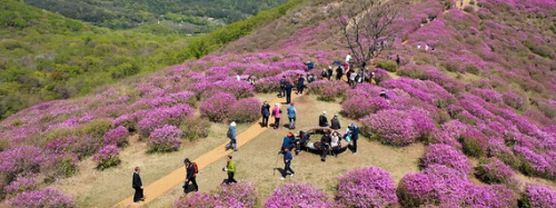 합천황매산 철쭉제4