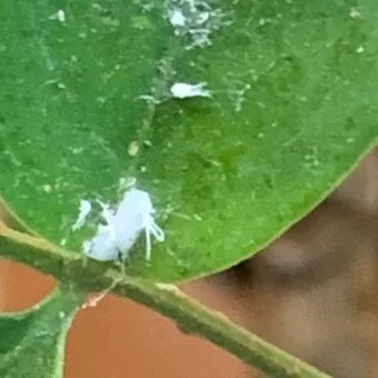 화분 깍지벌레 제거 면봉닦기 알코올희석 분무 재발방지 체크_5