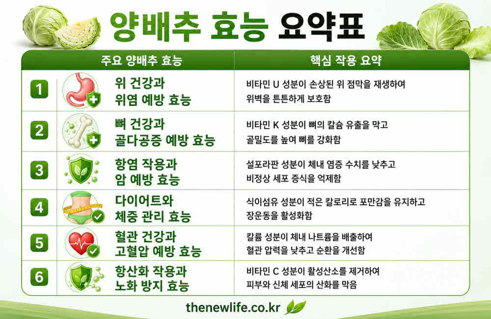 양배추 효능 요약표