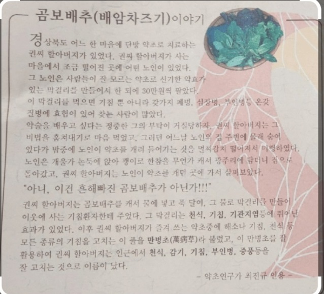 곰보배추이야기