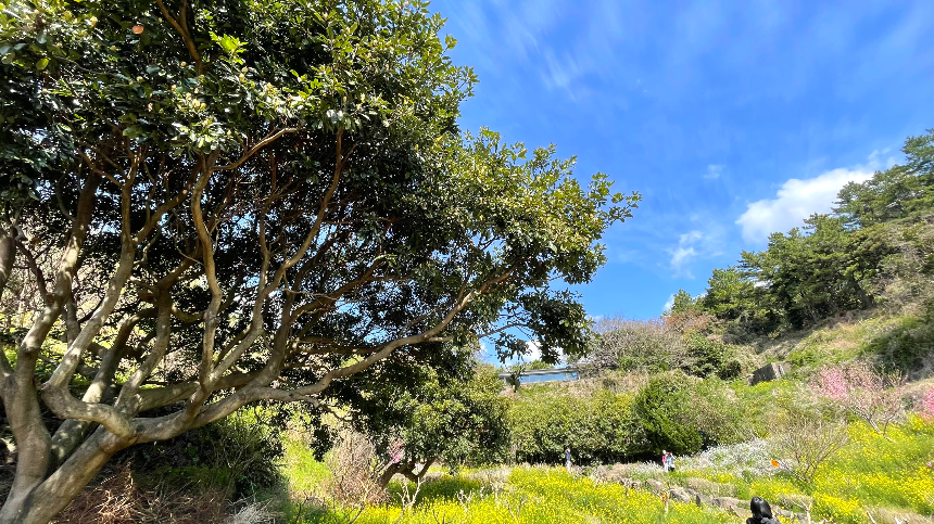 중문 미라지 올라가는 길11