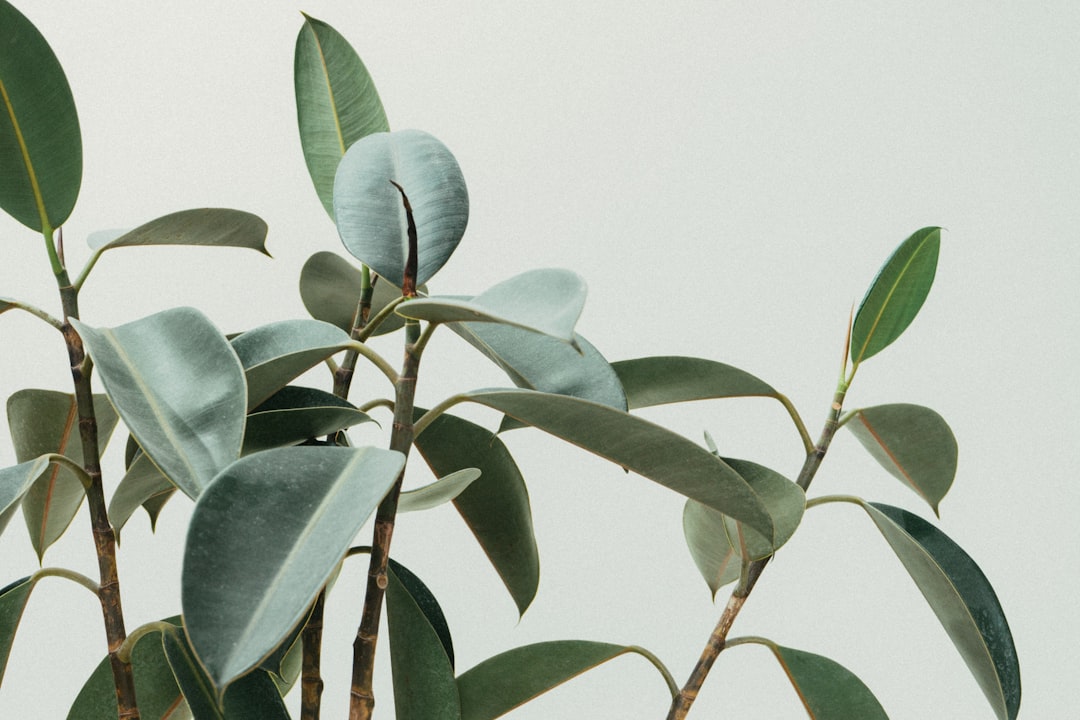 Plant.