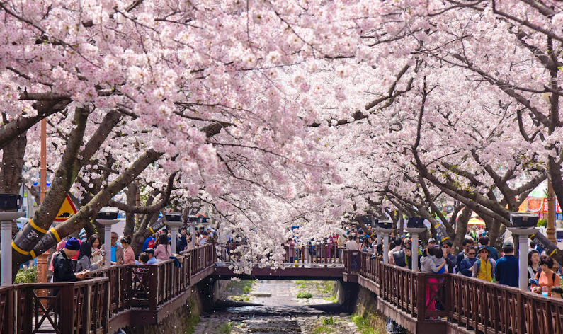 벚꽃 명소