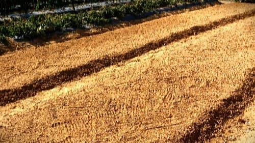 마늘-재배밭-밑거름-마늘-파종시기-심는시기