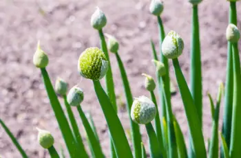양파즙 효능 및 영양성분&amp;#44; 주의점