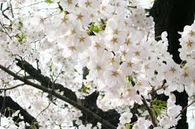 2025년 춘분 뜻 날짜, 의미