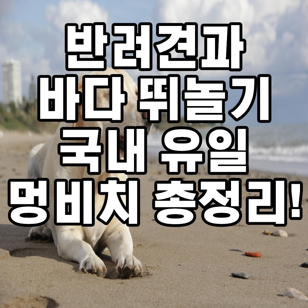 2026 애견동반 해수욕장 추천 양양 멍비치 운영기간 입장료 사전예약 안내