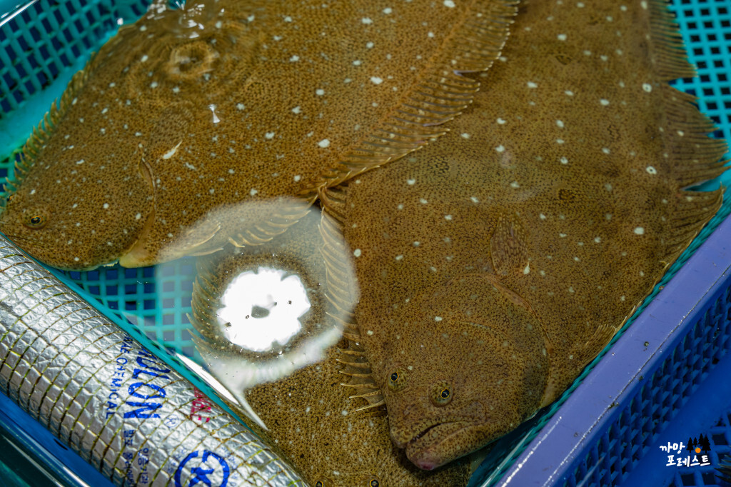 궁평항 수산물 시장