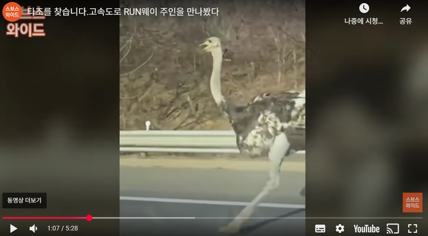 타조의 고속도로 질주와 목격담